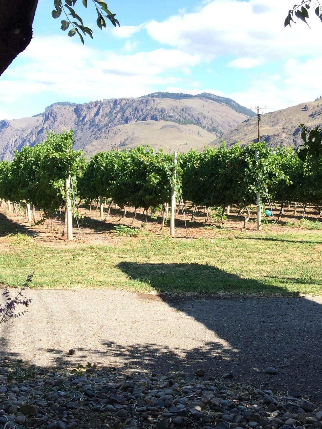 Crowsnest Vineyards Guesthouse Cawston Eksteriør billede